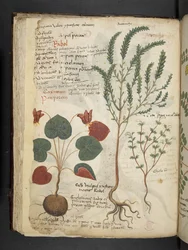 Ein Kräuterbuch, Belluno