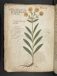 Ein Kräuterbuch, Belluno