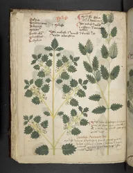 Ein Kräuterbuch, Belluno
