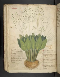 Ein Kräuterbuch, Belluno