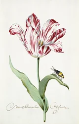 Admiral Tulip