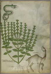 Botanische Illustration einer Pflanze, einer Schlange und eines Kamels, ca. 1440