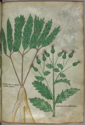 Botanische Illustration, ca. 1440
