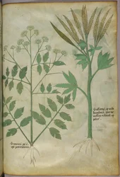 Botanische Illustration, ca. 1440