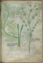 Botanische Illustration, ca. 1440