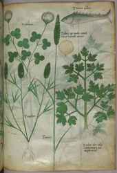 Botanische Illustration, ca. 1440