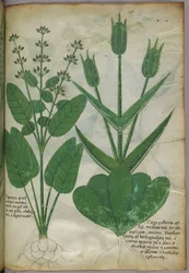 Botanische Illustration, ca. 1440