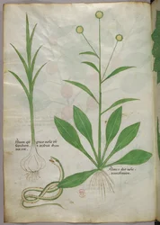 Botanische Illustration, ca. 1440
