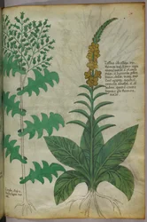 Botanische Illustration, um 1440