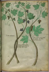Botanische Illustration, um 1440