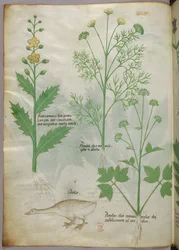 Botanische Illustration, um 1440