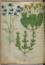 Botanische Illustration, um 1440