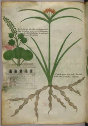 Botanische Illustration, um 1440