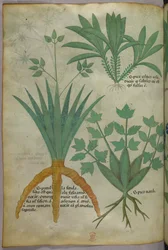 Botanische Illustration, um 1440