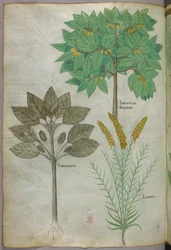 Botanische Illustration, um 1440