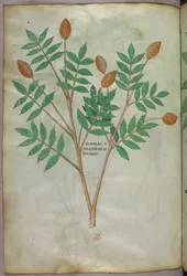 Botanische Illustration, um 1440