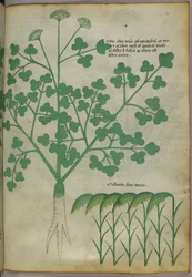 Botanische Illustration, um 1440