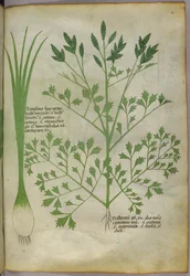 Botanische Illustration, um 1440