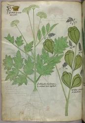 Botanische Illustration, ca. 1440
