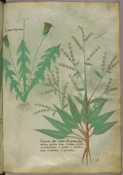 Botanische Illustration, ca. 1440
