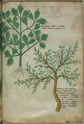 Botanische Illustration, ca. 1440