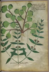 Botanische Illustration, ca. 1440