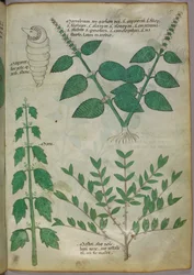Botanische Illustration, um 1440