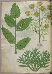 Botanische Illustration, um 1440