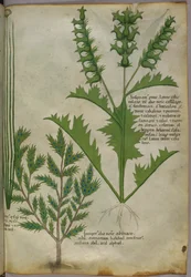Botanische Illustration, um 1440