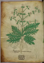 Botanische Illustration, um 1440