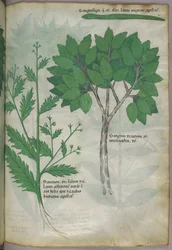 Botanische Illustration, um 1440