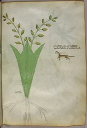 Botanische Illustration, um 1440