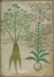 Botanische Illustration, um 1440
