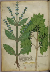 Botanische Illustration aus Herbal, Tractatus de Herbis, Sloane 4016 f.39v, ca. 1440