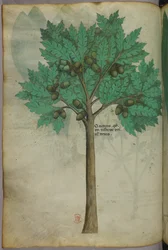 Botanische Illustration eines Nussbaums, um 1440