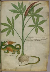 Botanische Illustration einer Pflanze, eines Drachen und einer Schlange, um 1440