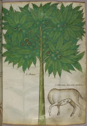 Botanische Illustration eines Baumes und eines Tieres, um 1440