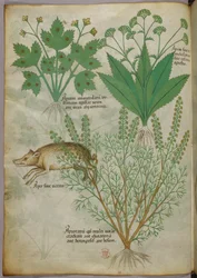 Botanische Illustration von Pflanzen und einem Wildschwein, um 1440
