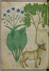 Botanische Illustration von Pflanzen und einem Stier, um 1440