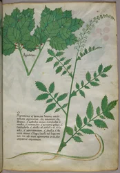 Botanische Illustration von Pflanzen und einer Schlange, um 1440