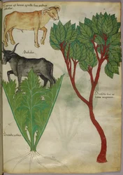 Botanische Illustration von Pflanzen und Stieren, um 1440