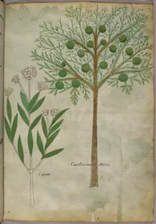 Botanische Illustration von Pflanzen, um 1440