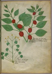 Botanische Illustration von Pflanzen, um 1440