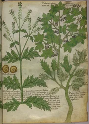 Botanische Illustration von Pflanzen, um 1440