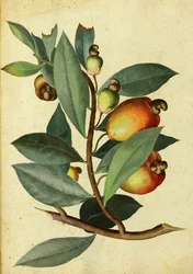 Cashew von Ulisse Aldrovandi