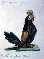 Hahn, um 1767-76