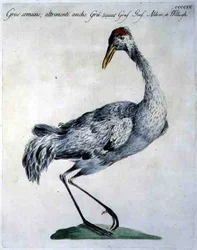 Kranich, ca. 1767-76 (handkolorierter Stich)