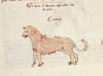 Konstellation des Hundes (Canis). Miniatur aus „Astronomica“ von Biasino da Parma (Blaise de Parma) (1425-1457)