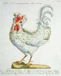 Kraushaariger Hahn, ca. 1767-76