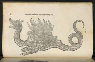 Äthiopischer Drache 